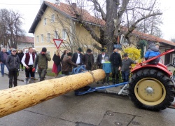 maibaum_3.jpg